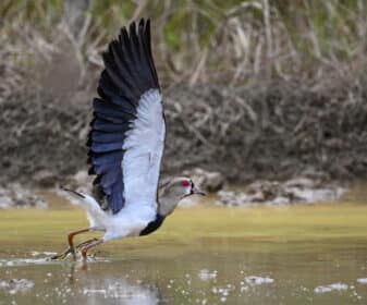 Southern Lapwing