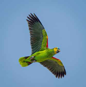 Turquoise-fronted Parrot