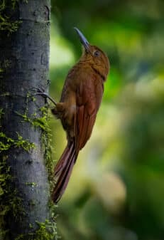 Tyrannine Woodcreeper