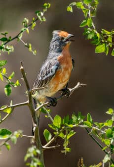 White-tipped Plantcutter