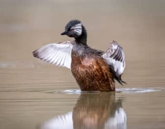 White-tufted Grebe