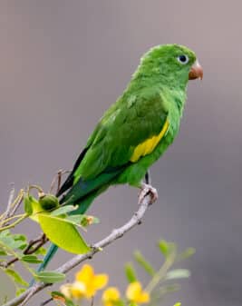 Yellow-chevroned Parakeet