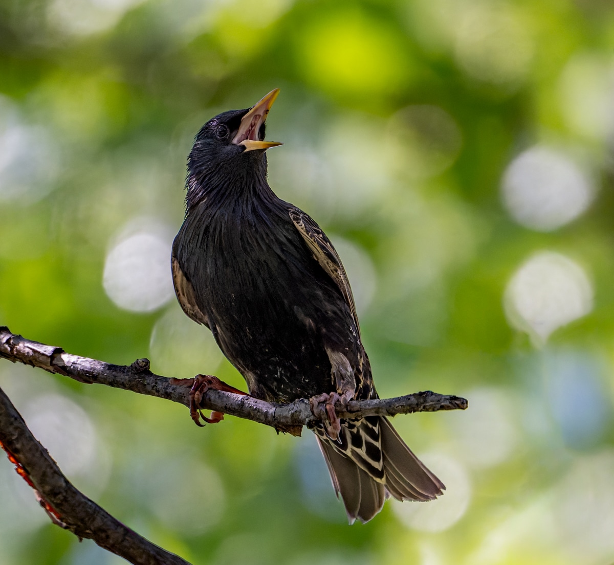 European Starling
