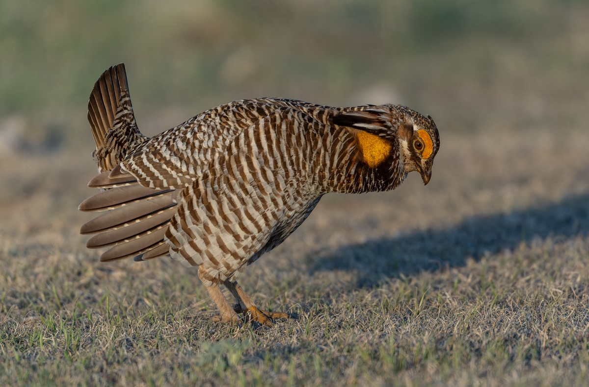 Greater Prairie Chicken