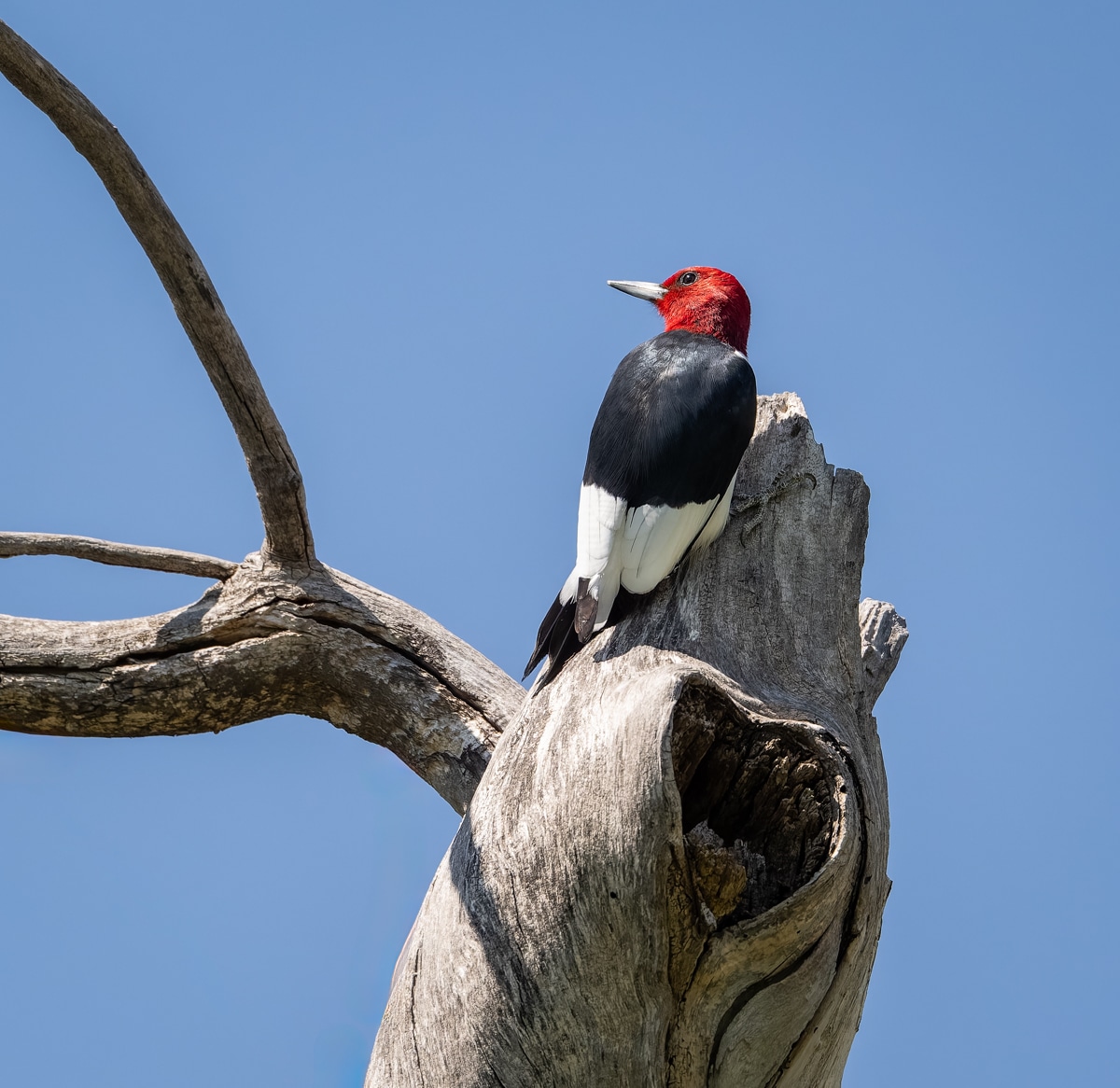 Red-headed Woodpecker