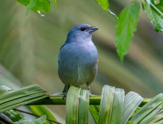 Azure-shouldered Tanager