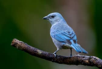 Azure-shouldered Tanager