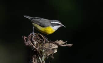 Bananaquit