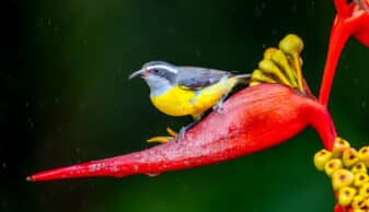 Bananaquit