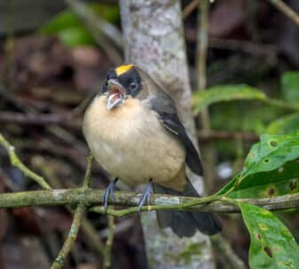 Black-goggled Tanager