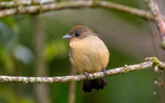 Black-goggled Tanager