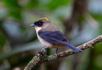 Black-goggled Tanager
