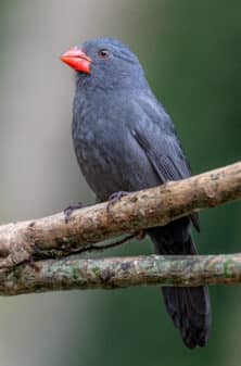 Black-throated Grosbeak