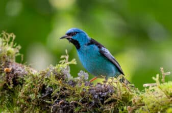 Blue Dacnis