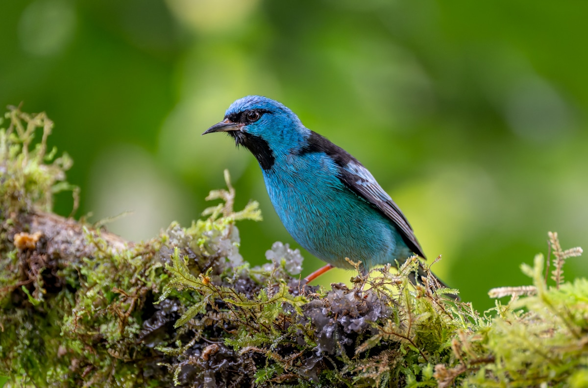 Blue Dacnis