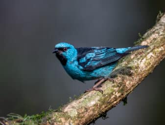 Blue Dacnis