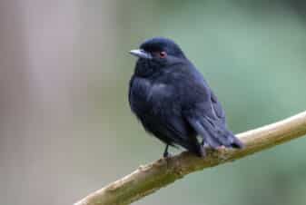 Blue-billed Black Tyrant