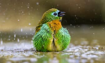 Brassy-breasted Tanager