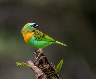 Brassy-breasted Tanager