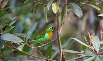 Brassy-breasted Tanager