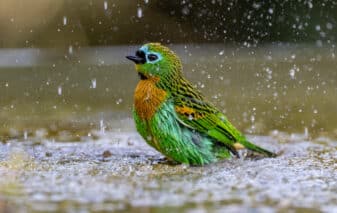 Brassy-breasted Tanager