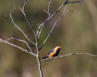 Burnished-buff Tanager