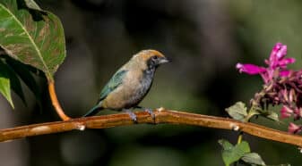 Burnished-buff Tanager