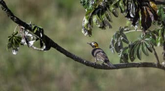 Campo Flicker