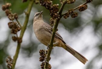 Chalk-browed Mockingbird