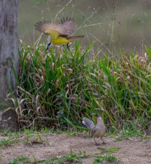 Chalk-browed Mockingbird