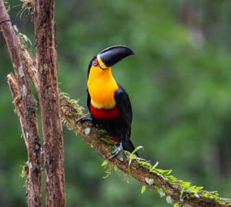 Channel-billed Toucan