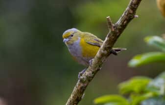 Chestnut-bellied Euphonia