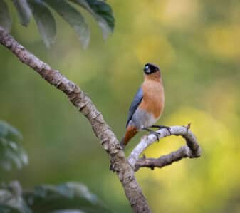 Cinnamon tanager