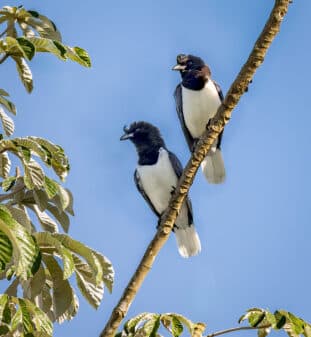 Curl-crested Jay