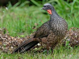 Dusky-legged Guan