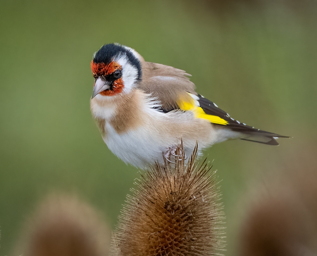 Family Focus: Finches