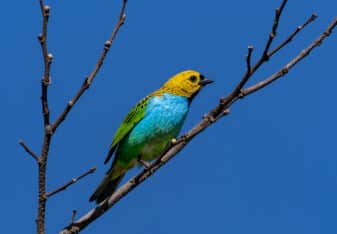 Gilt-edged Tanager