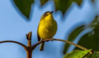 Gray-headed Tody-flycatcher