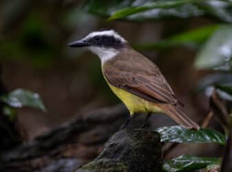 Great Kiskadee
