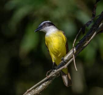 Great Kiskadee