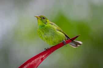 Green Honeycreeper