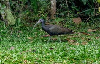 Green Ibis
