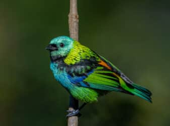 Green-headed Tanager