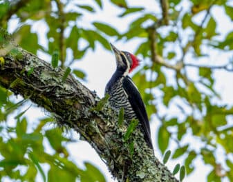 Lineated Woodpecker