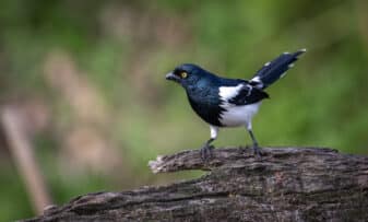 Magpie Tanager