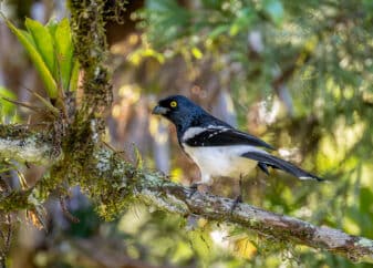 Magpie Tanager
