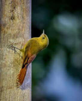 Olivaceous Woodcreeper