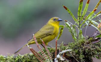 Olive-green Tanager