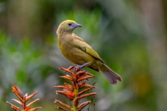 Palm Tanager