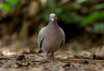 Picazuro Pigeon